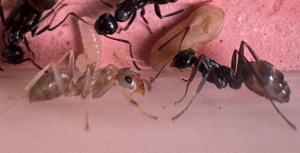 A photo of two ants from one of my colonies. One is gray, having just emerged from her cocoon. The other is black. They have the same shape otherwise. 