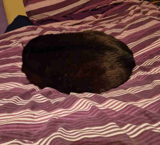 A black and white cat curled up in the middle of a bed in such a way you can't see any of his white bits or features, just a black blob