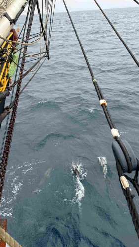Three dolphins swimming in the bow wake with a sharp pointed strut from the jib rigging aimed into the water. 