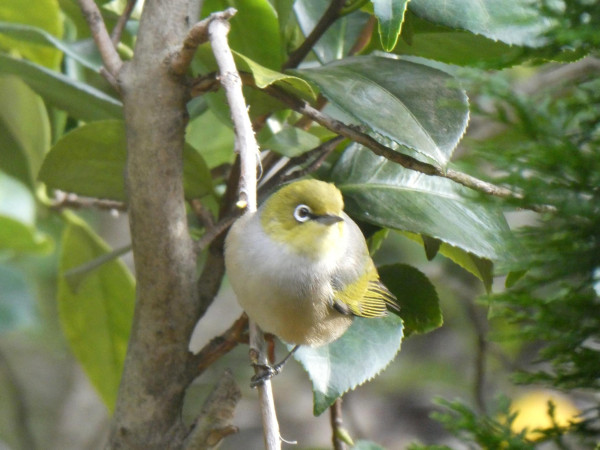 A tiny yellow headed white  & grey breasted bird with a bold dark eye perched on a plant with green leaves in the background 