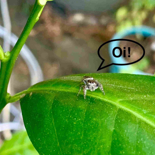 A jumping spider on a green leaf with a speech bubble saying "Oi!"

The spider is looking up facing the camera. It has a white stripe underneath its two forward-facing eyes. It has fuzzy pedipalps and legs. There is a white stripe that circumnavigates its abdomen. 
