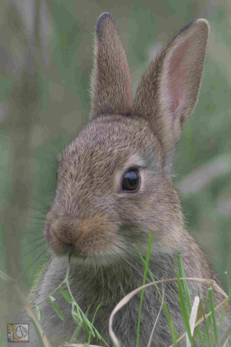 A wild rabbit munching on some grass