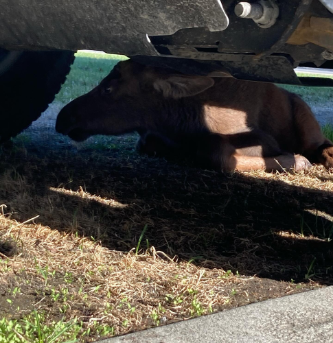 Moose calf crawled under a friend's truck this morning when mom walked out of sight. Little babe was so scared! Mom did come back!