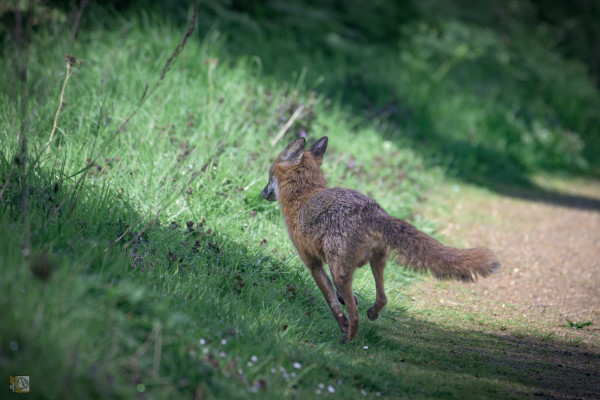 a fox running into the scrub at the side of a footpath