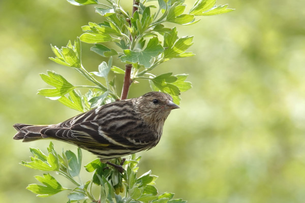 A Pine Siskin sits on a branch of Jostaberry bush.
Green, blurred background.