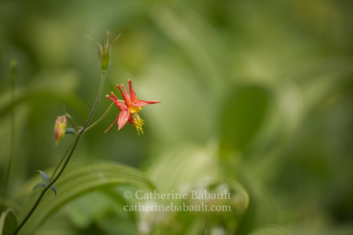An orange flower with yellow pistil. The background is green and out of focus.