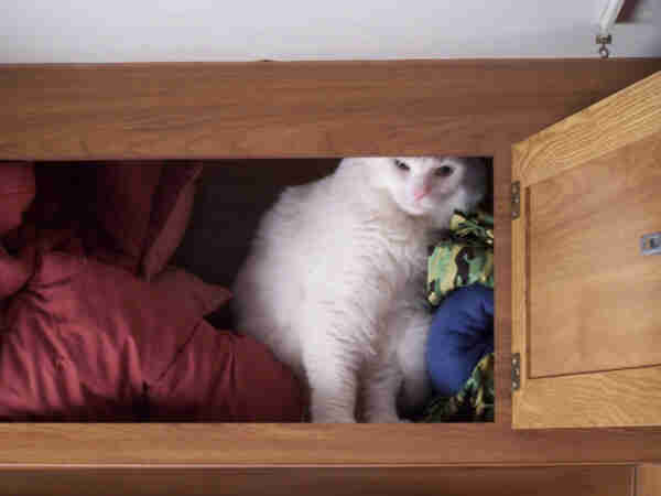 The upper cupboards in an RV Camper, with extra pillow stored beside the white cat looking out. It's 5 foot up, through a 12 inch opening, but he had to try sleeping there once or twice 