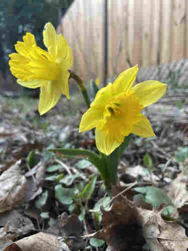 Portrait orientation photo of two yellow daffodils, one looking a bit up and to the left, and the other looking down to the right. Their yellow petals are bright on contrast with the fence and leaf litter in the background. 
