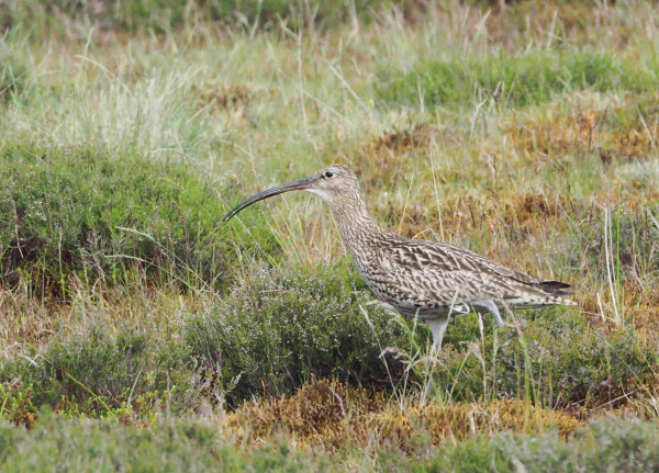 Curlew, large, moorland-nesting wader with a long, down-curved slender bill foraging among grasses and dwarf shrubs.