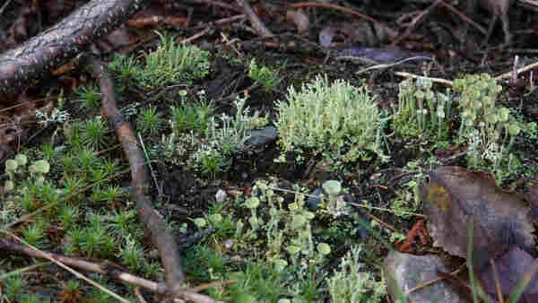 Different Cladonia lichens such as Powderhorn lichen, British Soldier lichen, Trumpet lichen, Ladder lichen and Dragon Horn lichen among Haircap moss.