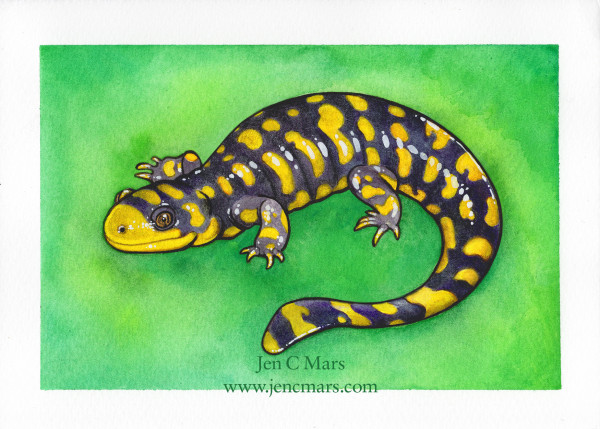 A shiny purply-black salamander with yellow blobby stripes in a simplified style stands on a green background looking cute. Will not delete later. One gold eye stares balefully at the viewer.