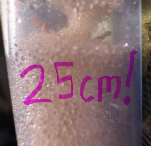 A fuzzy photo of ants in the sand tube. it says “25cm!”