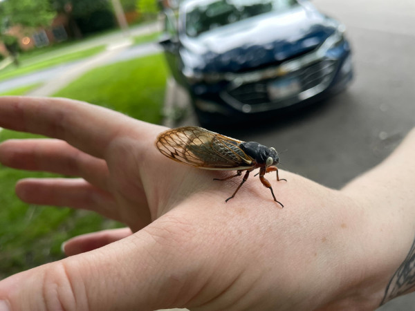 a periodical cicada with light blue eyes instead of red. their body is a dark blue black and their legs are a dull rusty orange. they are standing on a hand in front of a car in the street next some green grass and sidewalk