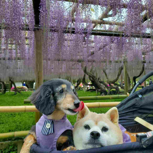 Coco and Ren (a dachshund and shiba) enjoy the wisteria at Byodo-in.