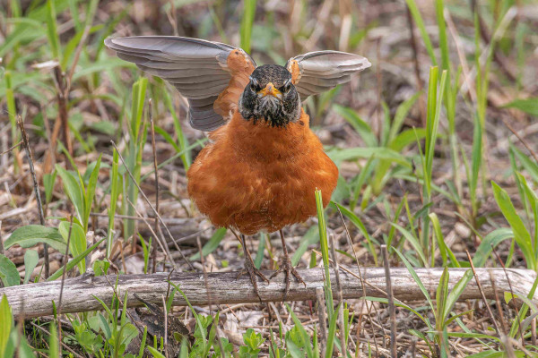 Photograph of an American robin perched on a tree branch that is lying on the ground with out of focus short grasses in the foreground and background. The robin is facing directly at the camera with its belly feathers expanded and its wings partially raised behind it. American robins have orange chest and belly feathers with white under-tail feathers, grey back feathers, dark grey-black wing and tail feathers, black head feathers with white and black mottled chin feathers, dark eyes surrounded by white eyeliner, orange-yellow beaks, and brown legs and feet.