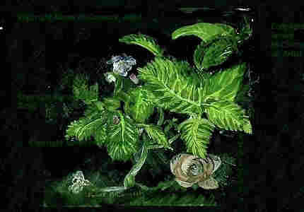 Painting of flowers, greenery and insects, in acrylic, with  hydrangeas, a rose, and a variety of insects on the leaves.