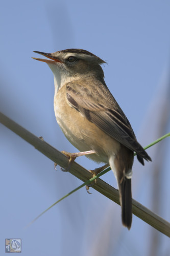 a small warbling bird singing from a reed
