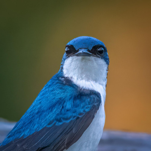 A close-up photograph of a Tree Swallow staring at the photographer.
