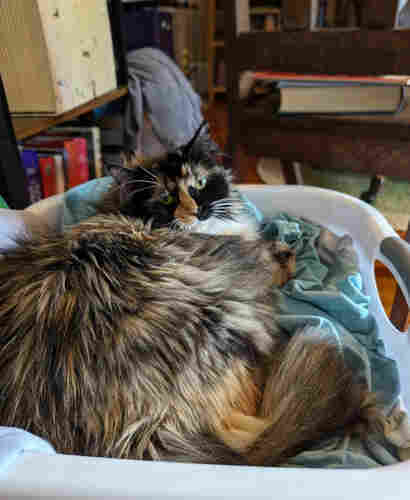 Super-fluffy, chonky calico cat looking up from laundry basket where she's snuggled down on a pile sheets; wooden chair and bookshelf in background
