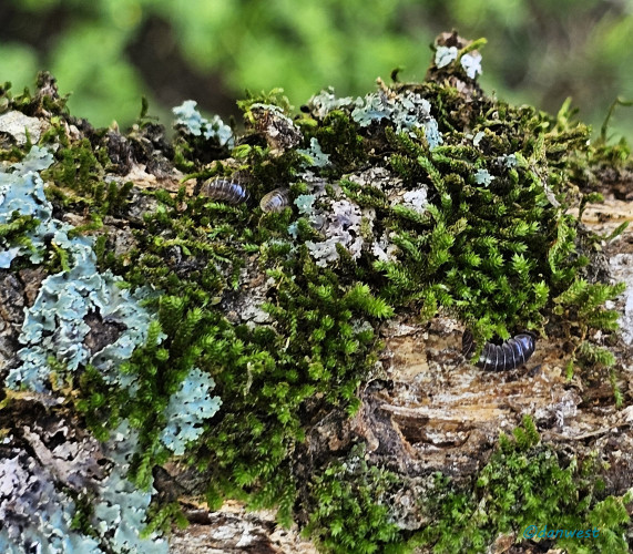 A fallen oak branch with lichen, moss, and pill bugs.