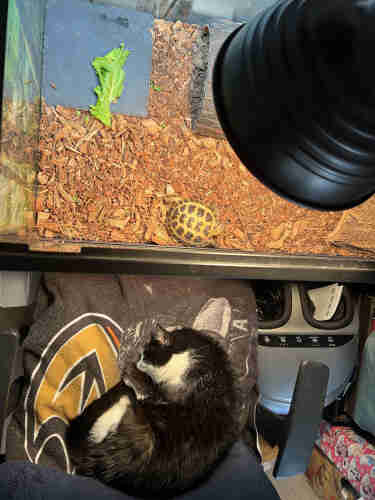 A black and white cat sleeps in a chair next to an aquarium with a small tortoise that's laying directly across from the cat.