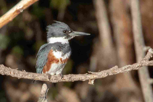 A female Belted Kingfisher bird perched on a tree branch.