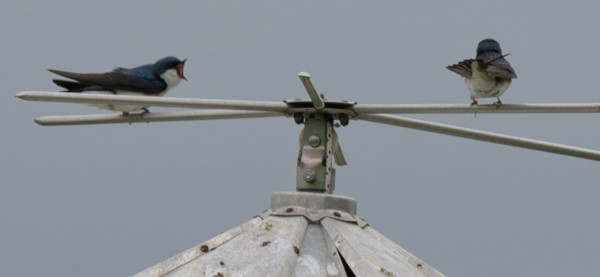 A pair of Tree Swallows sitting atop horizontal, aluminum rods. The bird on the right is facing away from the camera while the bird to the left is facing the other Swallow with its beak wide open. Bright blue back, black wings and a white underside.