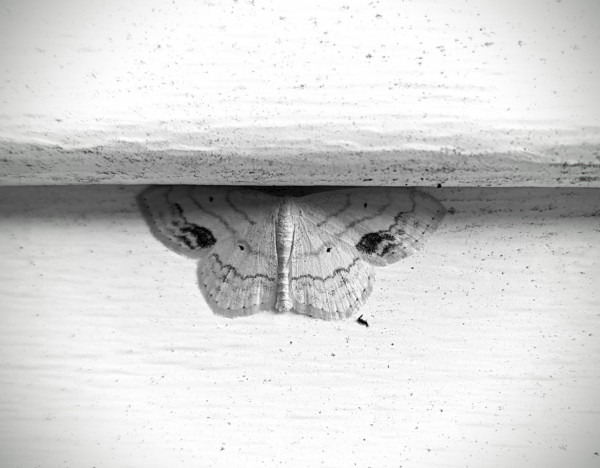 A black and white image of a small moth on the side of a house. The siding is white plastic made to look like wooden shingles. The moth is nestled right up under the bottom lip of one of the ridges in the siding. The moth looks kind of like wood shavings and has two black spots, potentially mimicking eyes or knots in wood. The moth is mostly white with black markings. It's probably only 3 centimetres across.