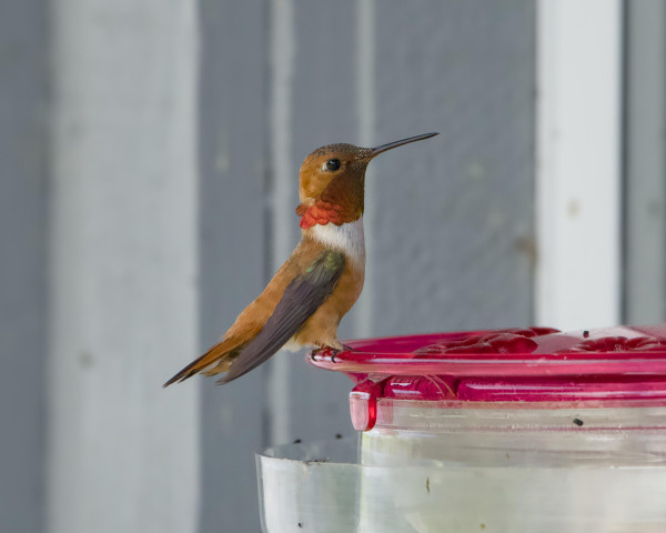 A male Rufous Hummingbird is sitting tall on a feeder. His gorget is shining dark pink