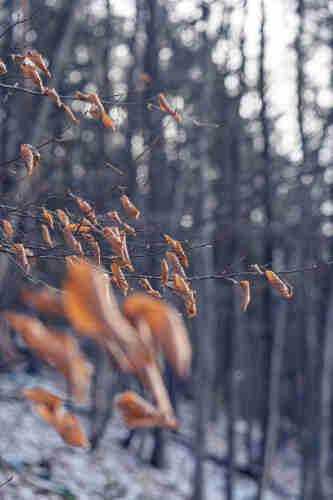 Withered brown leaves hanging on a branch in a Wintery forest