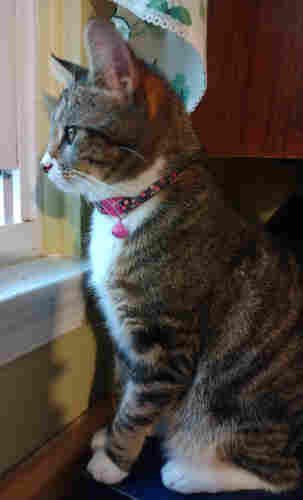 A 1 year old tabby cat is sitting upright on a small box by a kitchen window.  She is looking out at the activity of the birds outside.  The tabby has white markings on her face, chest and feet, contrasting with the reddish-brown and black stripes on the rest of her.