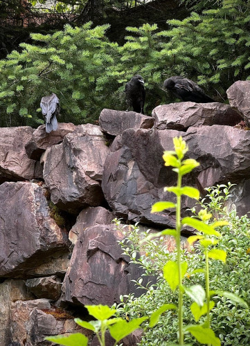 Three large black crows, each on a separate stone, sitting at the top of a retaining wall. There are evergreen trees behind them and various green bushes below the wall. The crow on the right might be working on a cone from one of the trees. It flew away with something resembling a pine cone. 