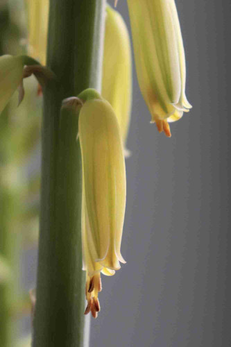 Close-up photograph of oblong flowers hanging along the flower stalk of an aloe plant. The light from a nearby glass door illuminates the flowers to show off the yellow hues marked by pale green stripes along the flowers’ lengths. Each tube-shaped flower bends down from where it attaches to the stalk and exposes dangling stamens through an opening at the bottom.
