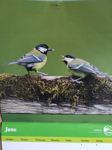 A picture of a calendar, although most of the month is out of shot, the image is centred on the month's picture. This is a couple of great tits - small birds, very pretty, buff yellow and green with grey and black wings, and striking black and white heads. The two are sitting on a mossy wooden fence, the one on the left has food in its mouth and the one on the right has its mouth open in expectation. The background is plain green. 
