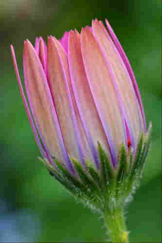 A near-closed flower as seen from the side. The pink-orange petals are straight and upright, forming a solid wall around the unseen centre of the flower. The green calyx below the petals is quite hairy, and the background is blurry green