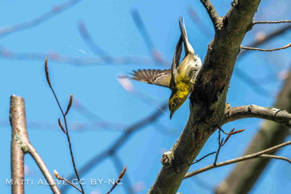 A yellow warbler in a leafless tree on a sunny dat.  Its wings are extended as it eats insects caught in a cobweb.