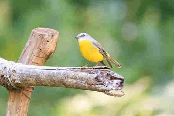 A small yellow bird with light grey head and wings, and white chin, perches on a wooden stick while looking slightly upwards in a quizzical manner. 