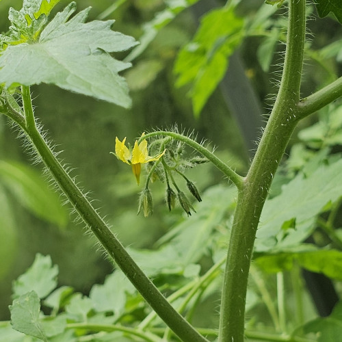 Close-up of a tomato plant in flower. The stems are covered in fine, white hairs, and the flowers are yellow.