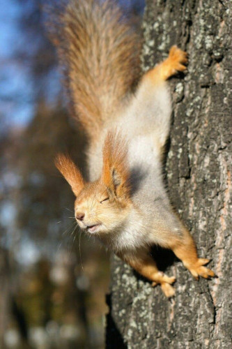 Blond euro squirrel (long ear tufts) on the sunny side of a tree.