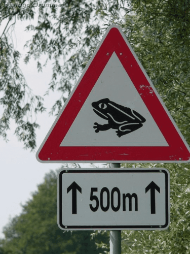 A road warning sign with a frog on it, denoting that the next 500m of road are on a frog migration route