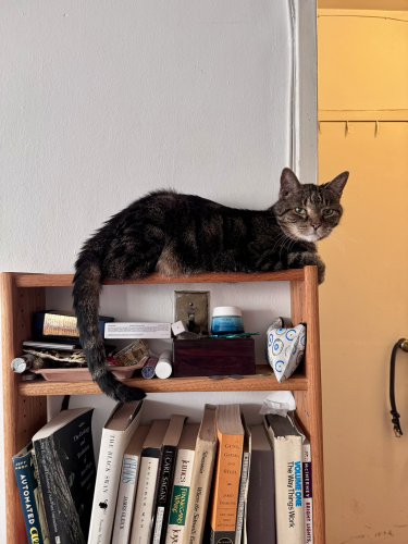 A small brown tabby rests on a messy bookshelf. 