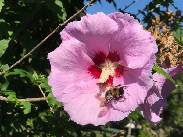 A pollen-speckled bee, mostly a glossy black with a fuzzy black and yellow thorax, exploring a large pink hibiscus flower.