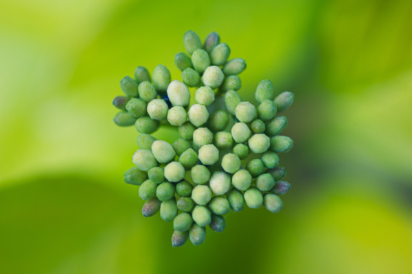 Buds on a green background