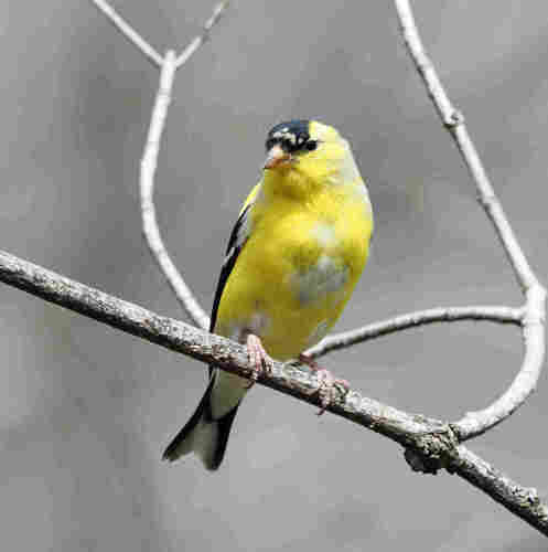This male American goldfinch has not quite finished changing into his summer feathers, as evidenced by some pale patches on his otherwise neon yellow chest and black cap.