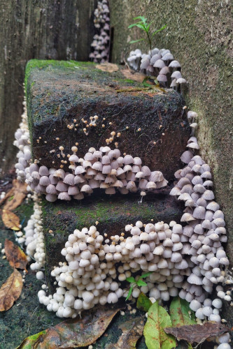 Numerous tiny whitish mushrooms covering the surface of two mossy bricks stacked in a corner.