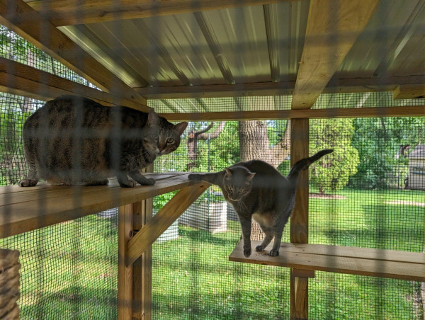 A photo taken through wire fencing into an enclosed catio. Vincent the big sweet tabby boy is crouching on a shelf on the left side, up near the roof of the enclosure, while his sister Mina is awkwardly perched with one hand up on his platform while the rest of her is on a lower platform.