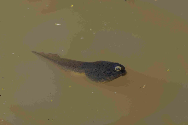 a big tadpole! they are green/grey with little black spots and a long ruffled tail. they have their weird little mouth open and there is an air bubble above their nose