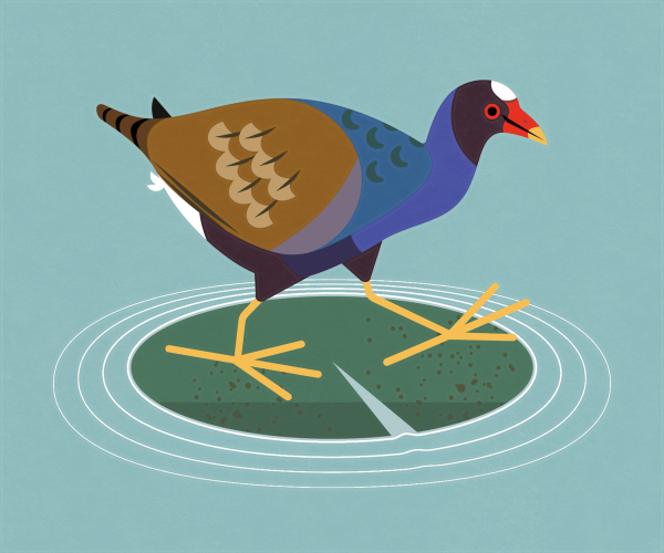 Flat, colorful illustration of a Purple Gallinule balancing semi-gracefully on a large lily pad