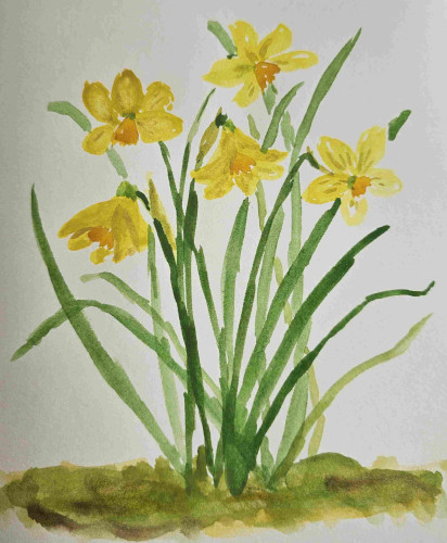 Aquarell: Eine schnelle Skizze: Osterglockenbusch
Watercolor: A quick sketch: Daffodils
