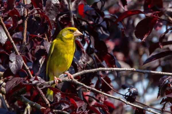 A bright European Greenfinch perched on a branch, surrounded by dark red and purple foliage.